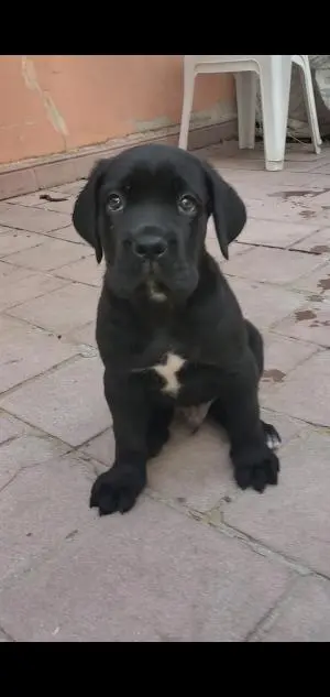 Chiot cane corso