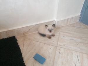 Chatons siamois 55 jours