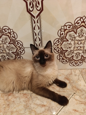 Siamois pure race en adoption