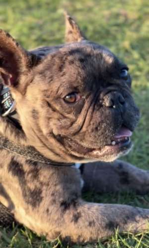 Bouledogue français exotique