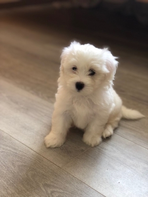 Bichon maltais toy pure race