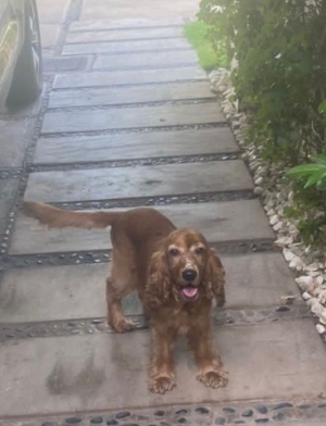 Cocker anglais