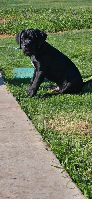 Cane corso