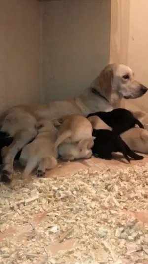 Chiots labrador