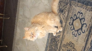 chat croisé persan angor