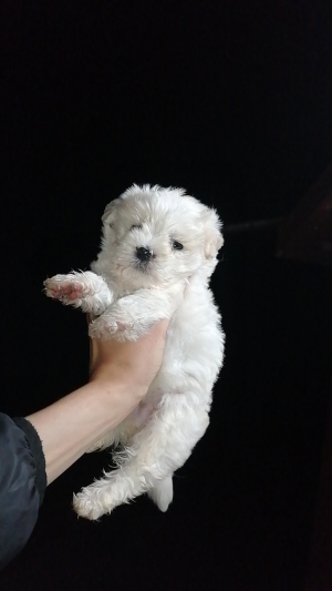 Bichon Maltais