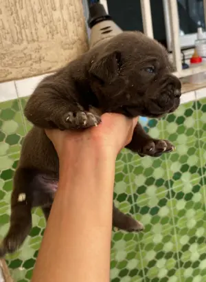 Disp chiot cane corso top d top