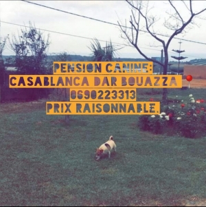Pension canine 🐾