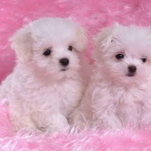 Bichon maltais