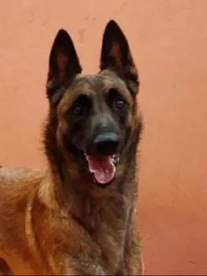 FEMELLE MALINOIS