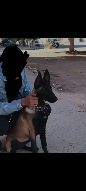 FEMELLE MALINOIS À VENDRE