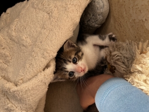 Chatons