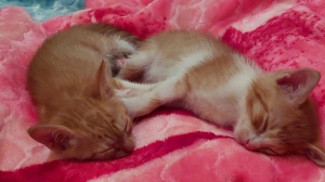 trois petits chatons rouges et blancs, le 12 mai ils auront 3 mois.