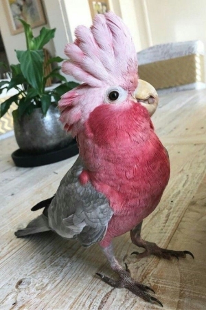 Cockatoo galah