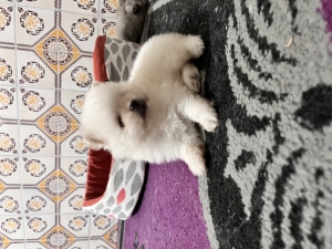 Vente chiots spitz nain pomeranian