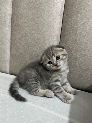 scottish Fold selver