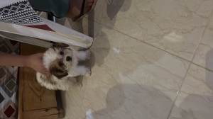 Maltipoo