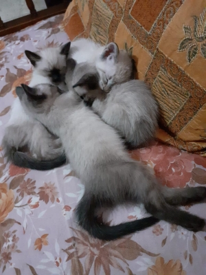 Siamois pour Adoption