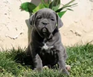 Cane corso