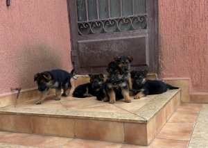 Chiots Berger Allemand pure race à vendre