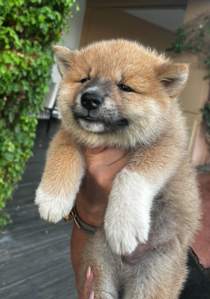 AKITA INU PURE RACE