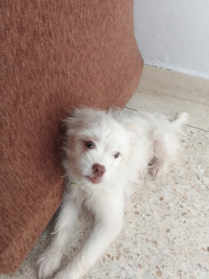 Chienne bichon maltais