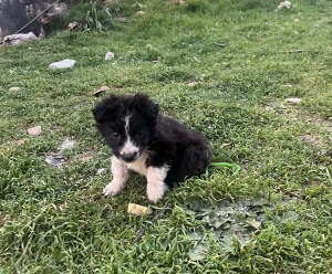 Aïdi / Berger de l’Atlas