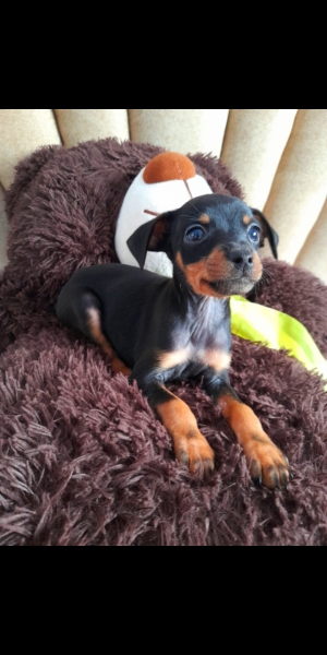 pinscher mâle