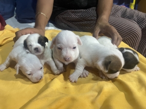 Chiots Jack Russel