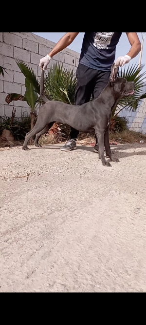 Femelle cane corso