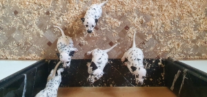 DALMATIEN