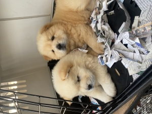 Chowchow