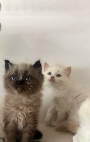 Ragdoll pures race affectueux