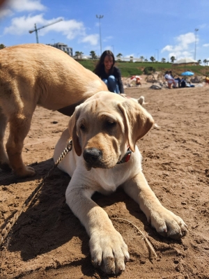 Labrador