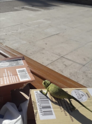 Caméléon