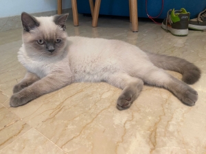 Chat British /Ragdoll