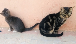 American shorthair et chat Gris