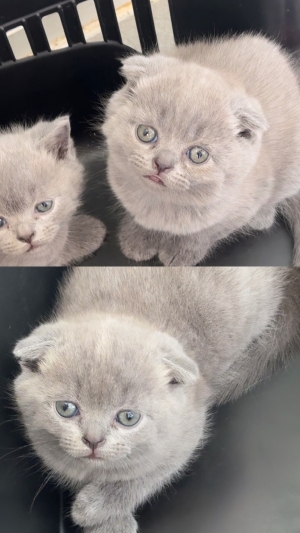 Scottish fold