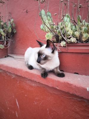 Chat Siamois Mâle