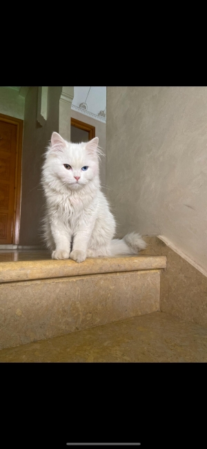 Angora turc
