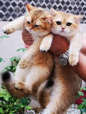 British shorthair à vendre