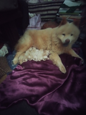 Chow chow