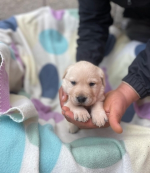 Labrador ✨
