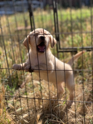 Labrador