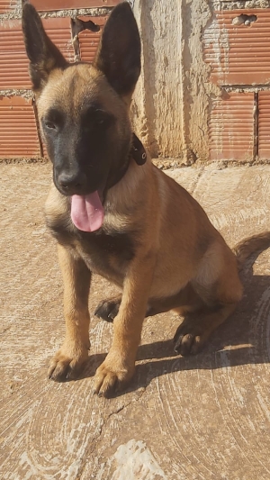 Malinois charbonais