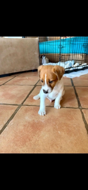 Chiots jack russel