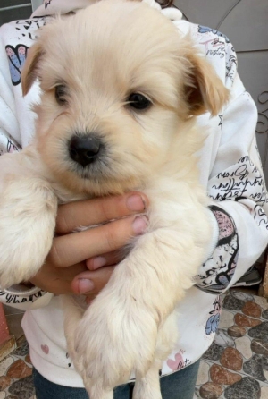 Bichon