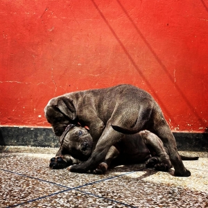 Cane corso