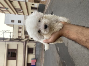 Bichons maltais