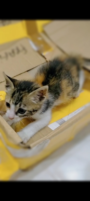Donne chaton 1 mois